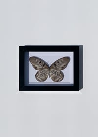 Image 1 of Rice Paper Butterfly