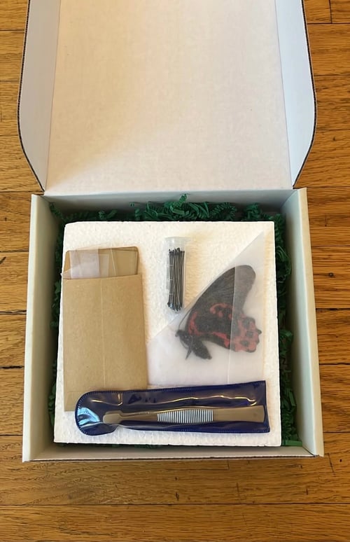 Image of DIY Butterfly Pinning Kit