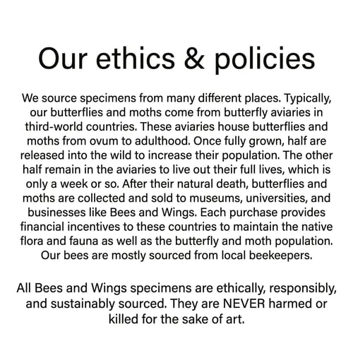 Image of Graphium weiskei butterfly