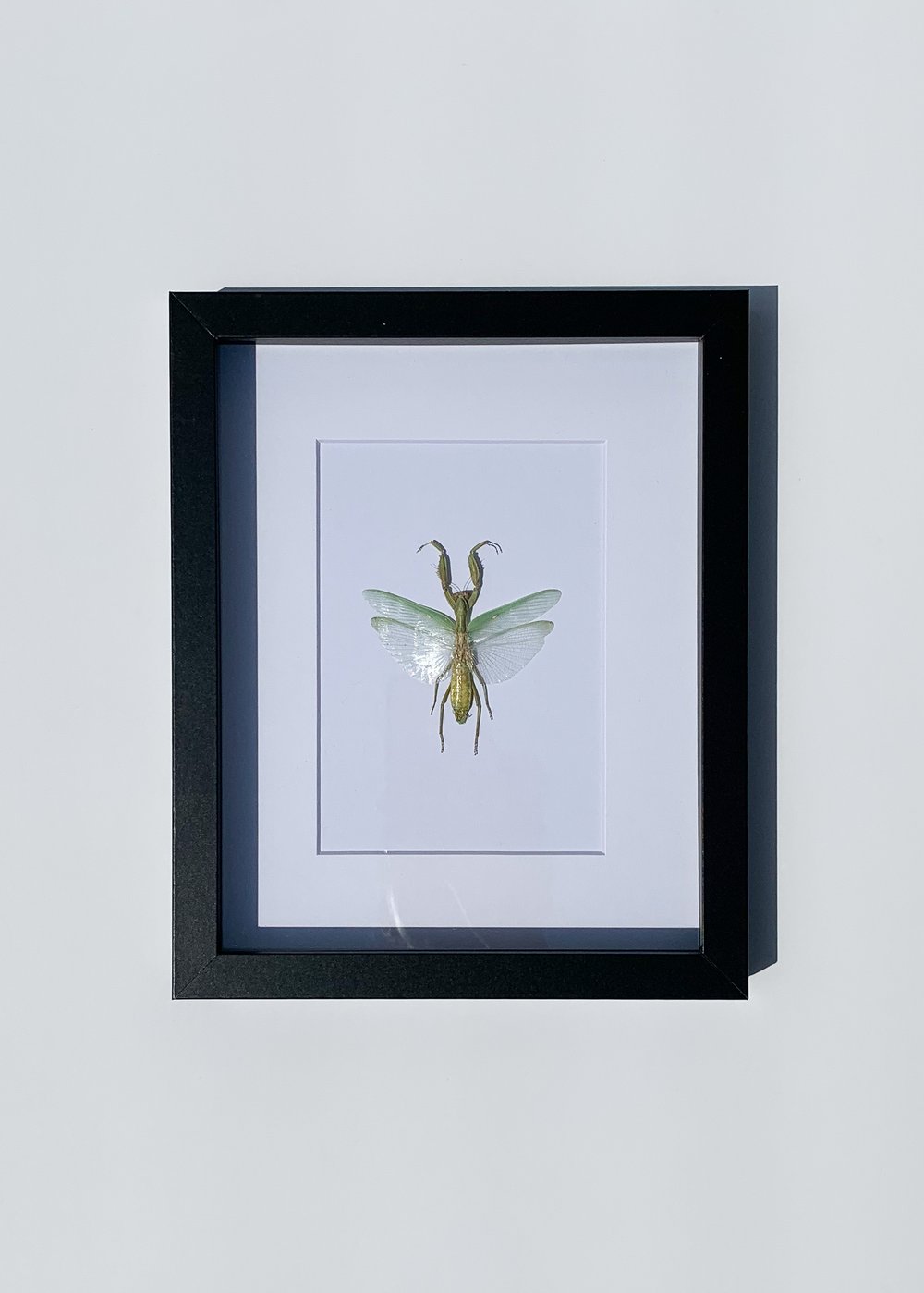 Image of Giant Asian Mantis