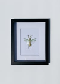 Image 1 of Giant Asian Mantis 