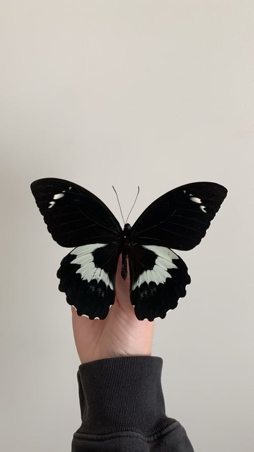 Image of Papilio Gambrisius Butterfly