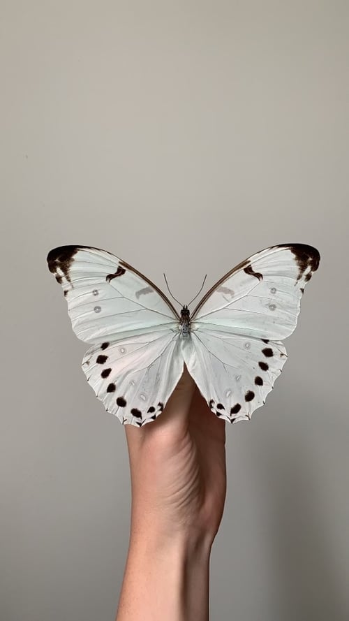 Image of Morpho Luna Butterfly