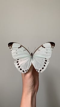 Image 3 of Morpho Luna Butterfly 