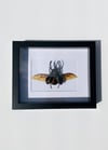 Atlas beetle