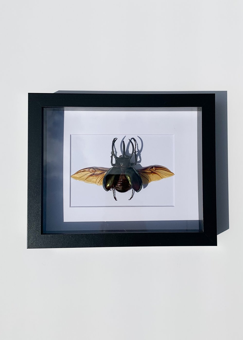 Image of Atlas Beetle