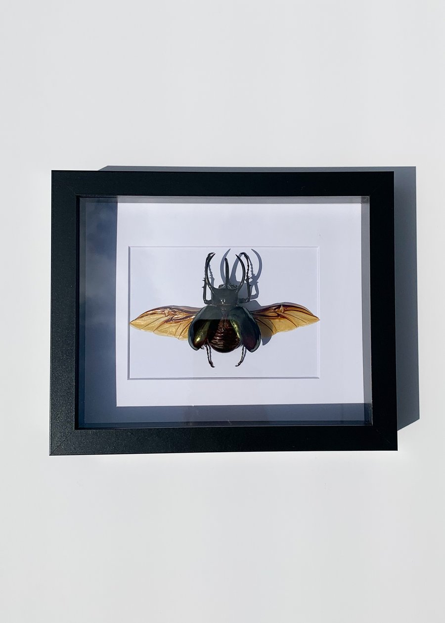 Image of Atlas Beetle