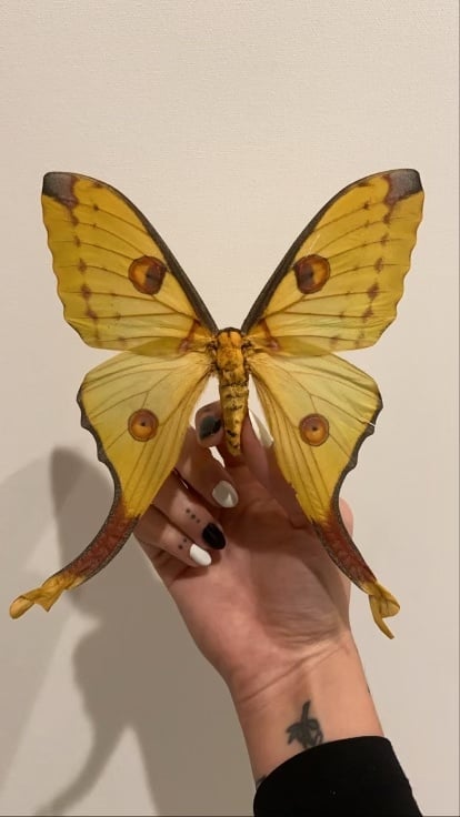Image of Comet Moth