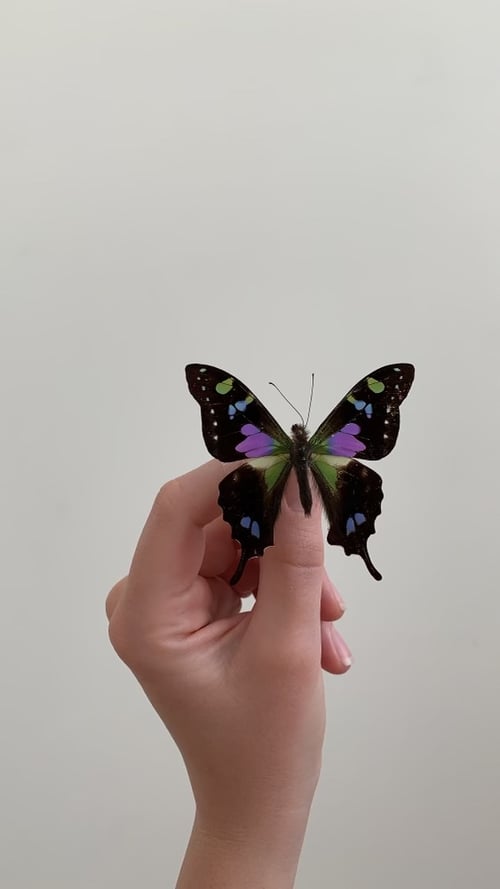 Image of Graphium weiskei butterfly 