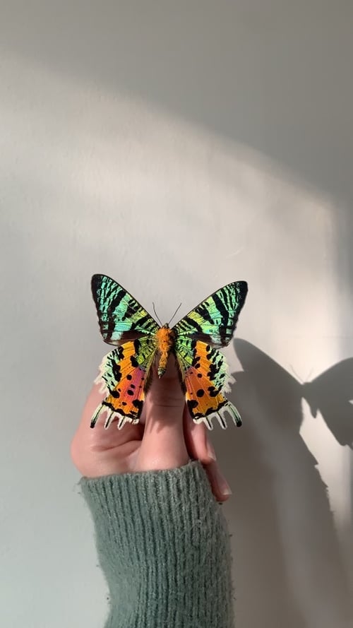 Image of Sunset Moth