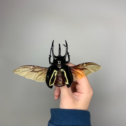 Image of Atlas Beetle