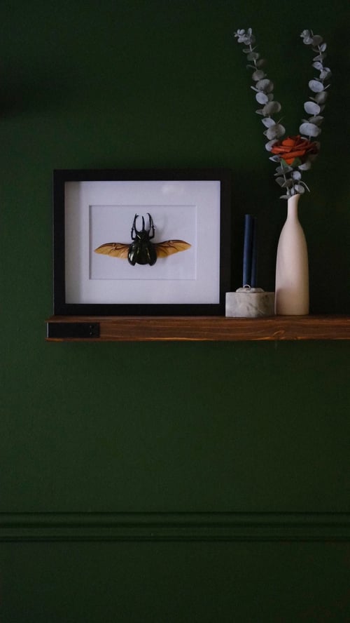 Image of Atlas Beetle