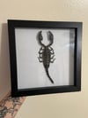 Giant emperor scorpion