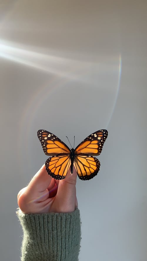 Image of Monarch Butterfly