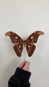 Image 3 of Atlas Moth 