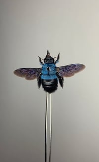 Image 3 of Carpenter Bee 