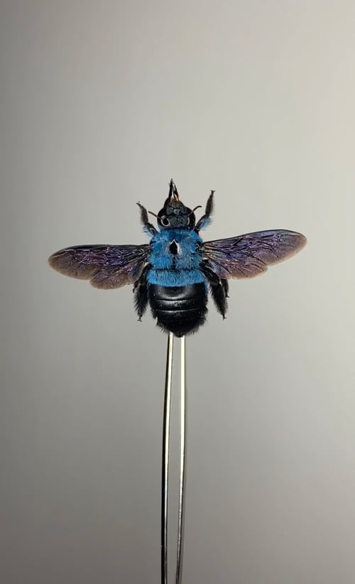 Image of Carpenter Bee 