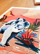 Image 3 of Koala