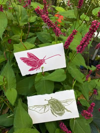 Insects Mini Prints