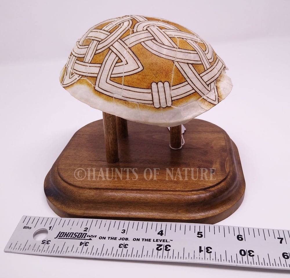 Pyrography Box Turtle Shell with Celtic Design