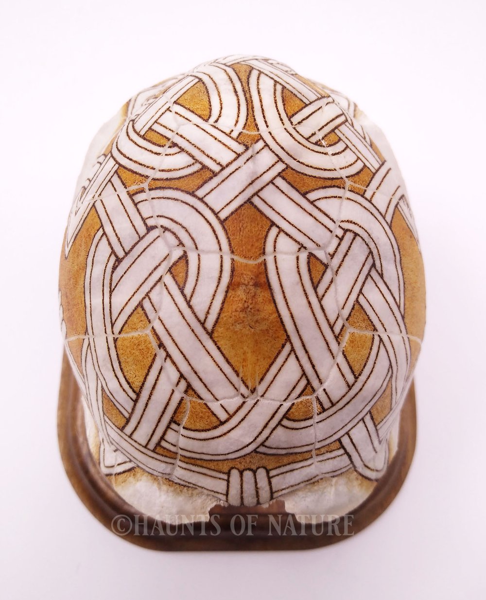 Pyrography Box Turtle Shell with Celtic Design