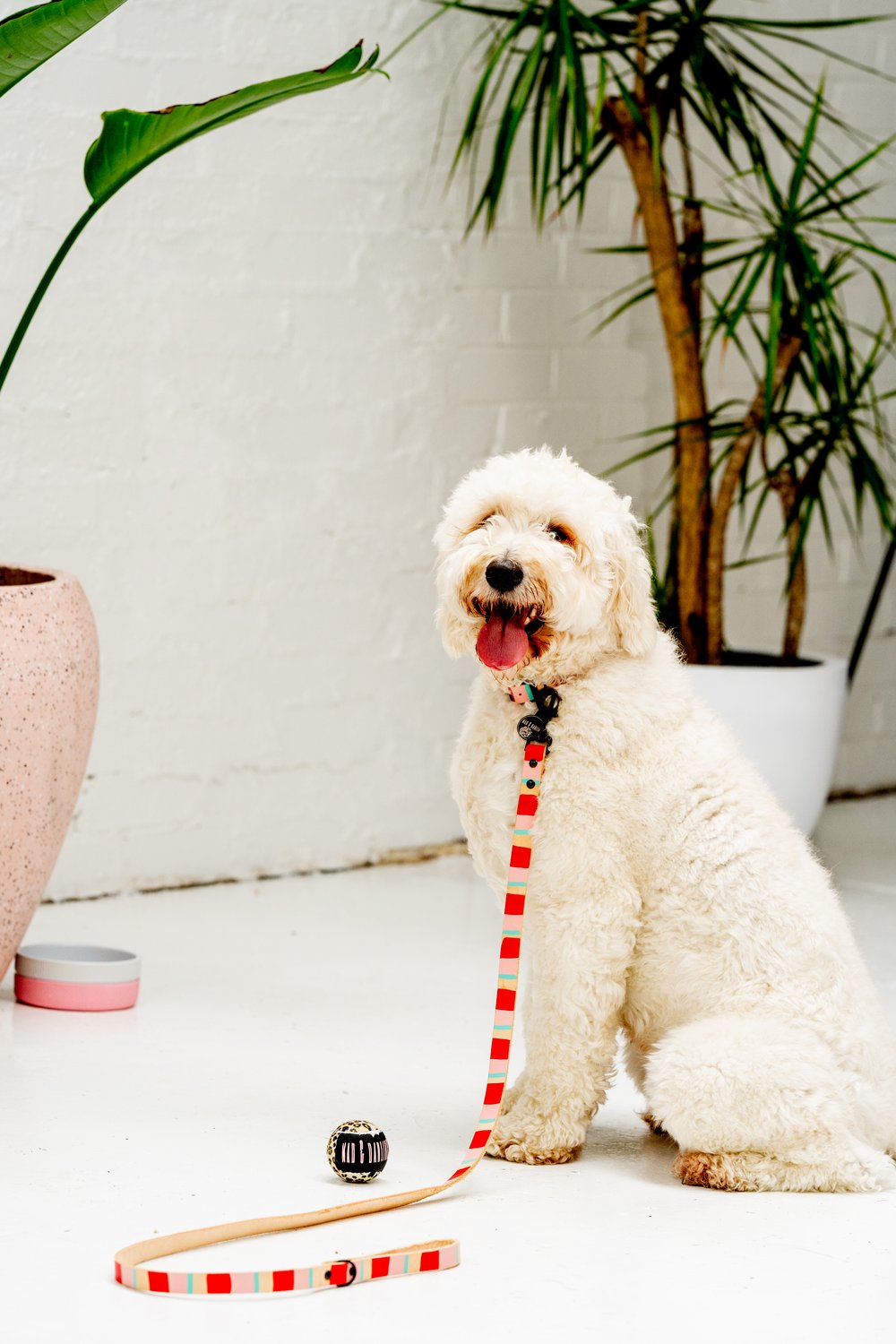 'Tommy's Streak' Leather Collar