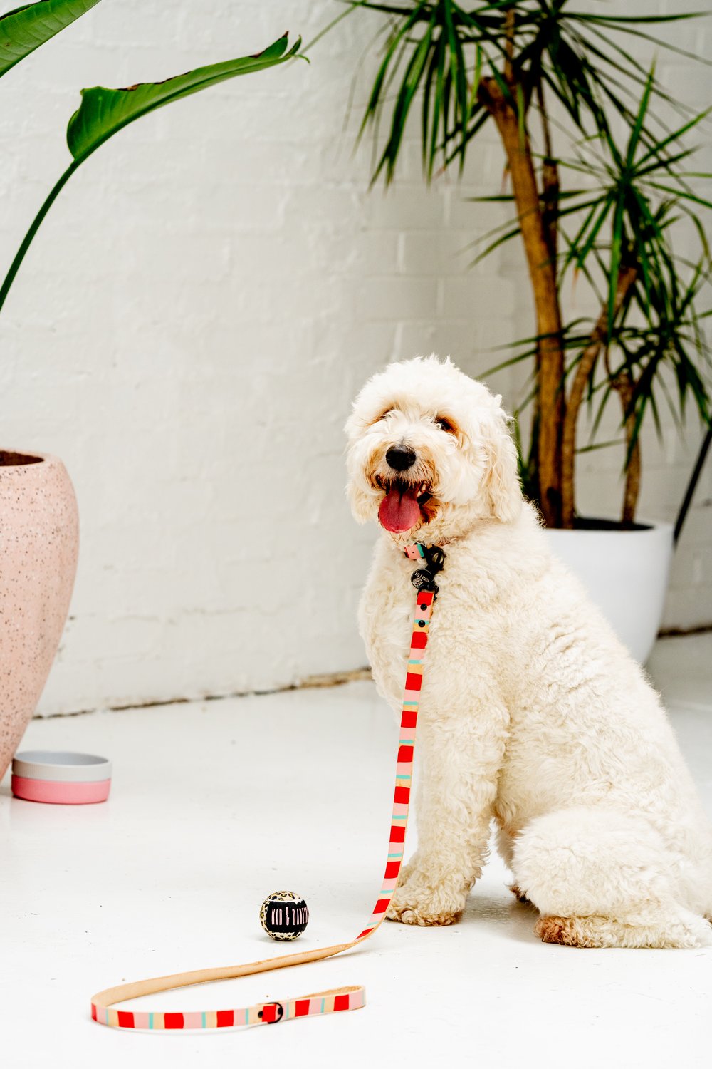 'Tommy's Streak' Leather Collar 