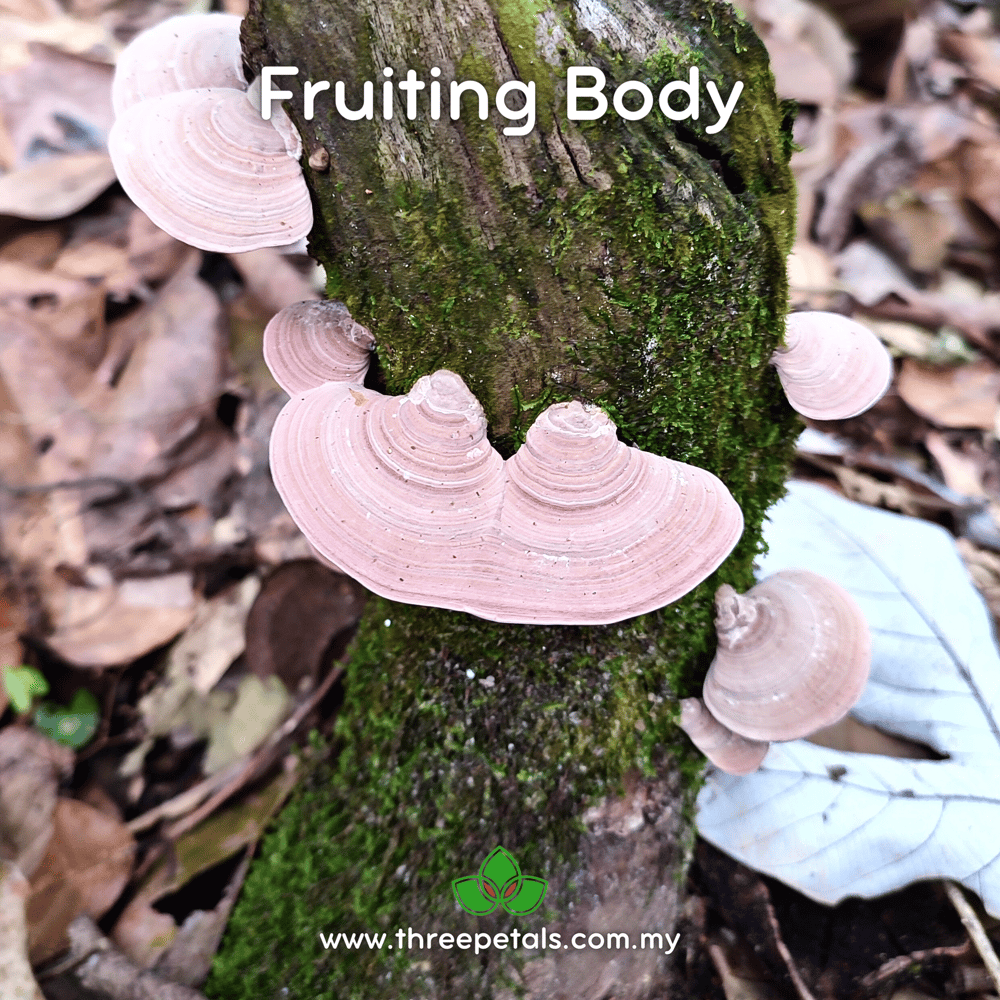 Pink Conk (Fomitopsis Feei) Live Mycelium Mushroom Culture Spawn Seed