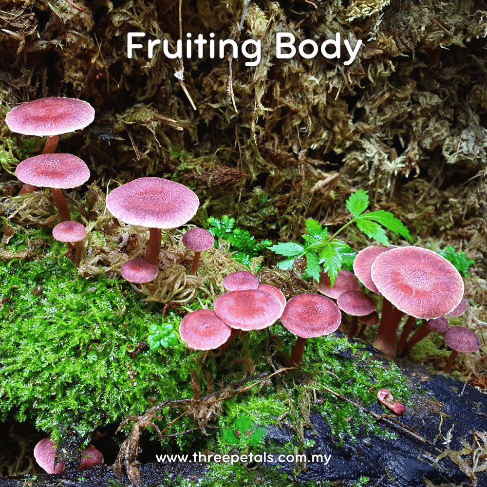 Magenta Rustgill (Gymnopilus Dilepis) Live Mycelium Mushroom Culture Spawn Seed