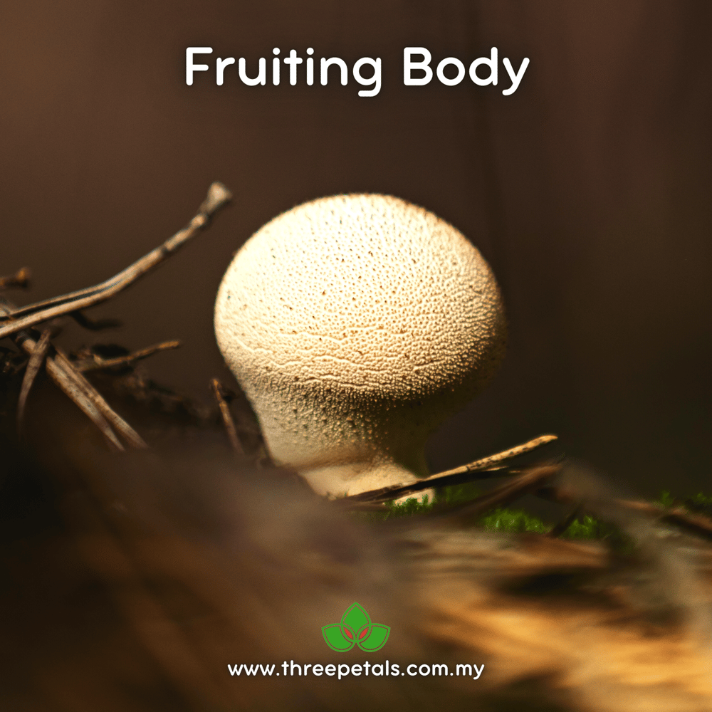 Earthball (Scleroderma Sinnamariense) Live Mycelium Mushroom Culture Spawn Seed