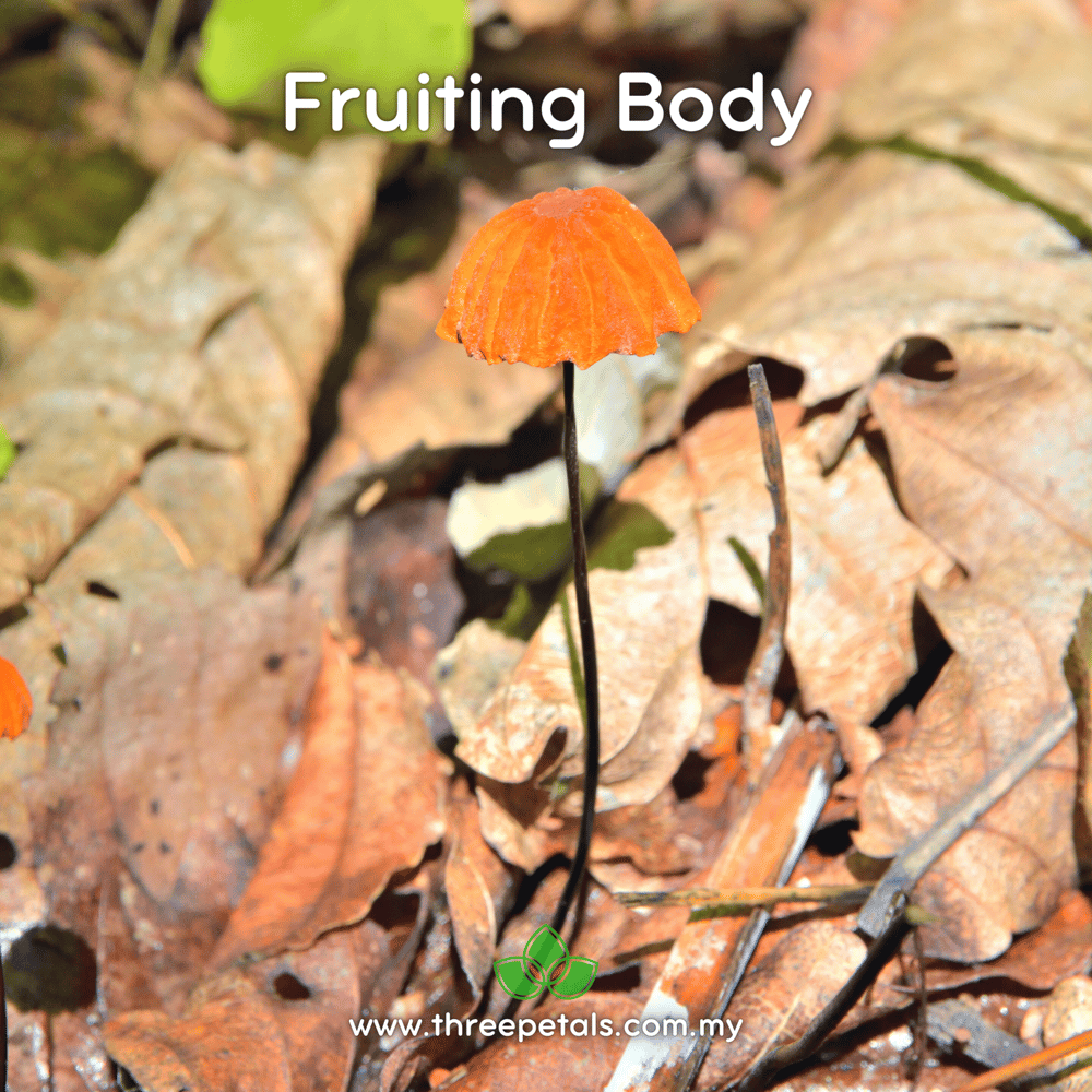 Bronze Pinwheel (Marasmius Gracilichorda) Live Mycelium Mushroom Culture Spawn Seed