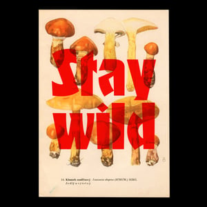 Image of Stay wild – mushroom edition
