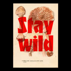 Image of Stay wild – mushroom edition
