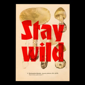 Image of Stay wild – mushroom edition