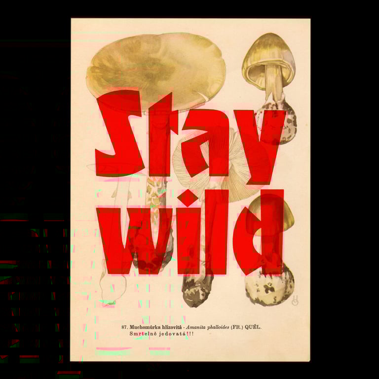 Stay wild – mushroom edition Image 4
