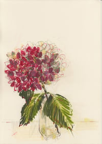 Autumn hydrangea no. 2