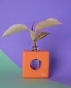 Propagation Station "Ovase Squared Orange"