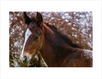 Image 2 of Appaloosa Foal