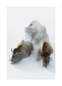 Buffalo in the Snow (L)