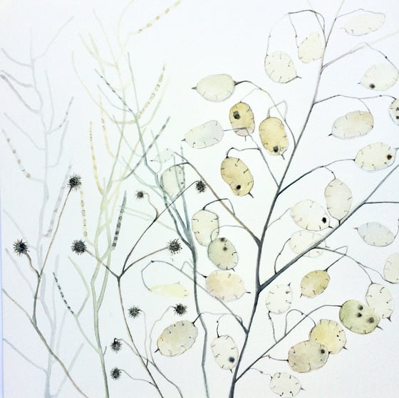 Image of Late Summer, Lunaria 