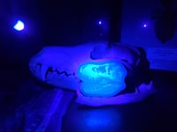 Image 2 of Glowy Trex Skull Sticker