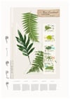 New Zealand Native Ferns