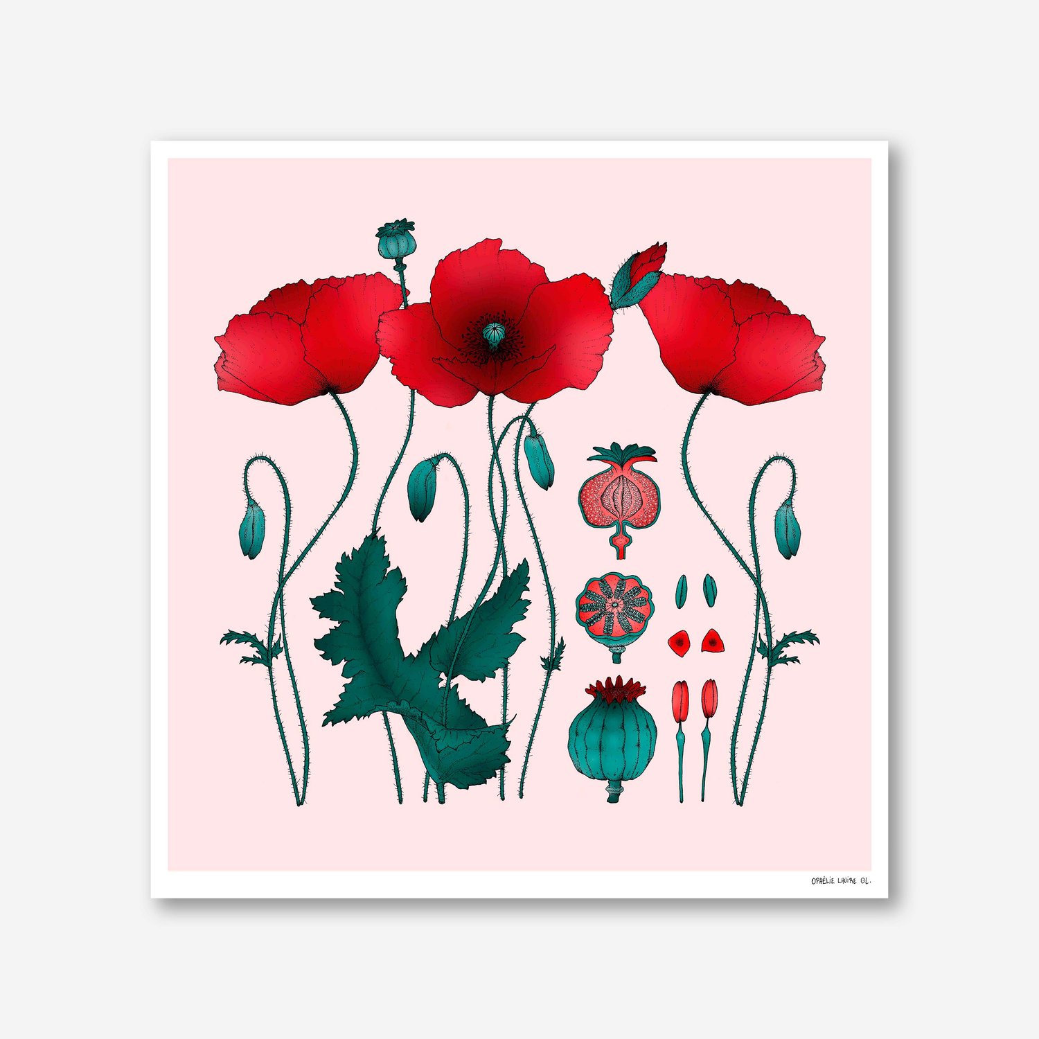 Coquelicot