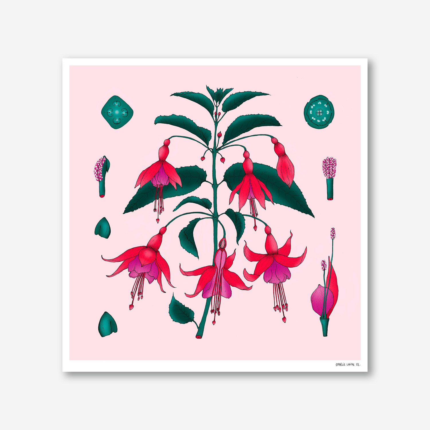 Fuchsia