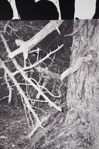 Image 3 of Deep roots #2