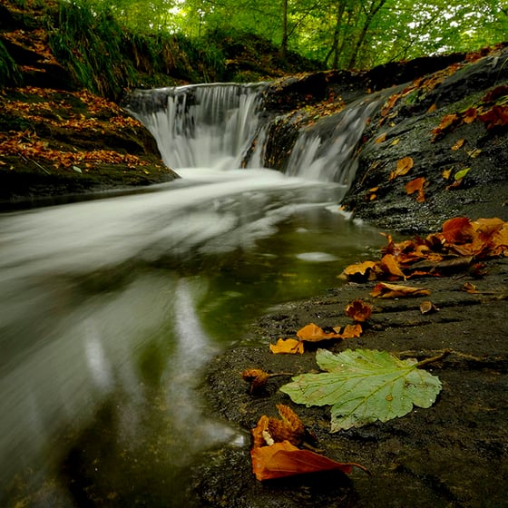 Image of Autumn #3 - Hollywell Dene