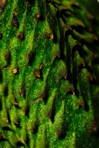 Image 7 of SOURSOP OIL | Pure Treatment