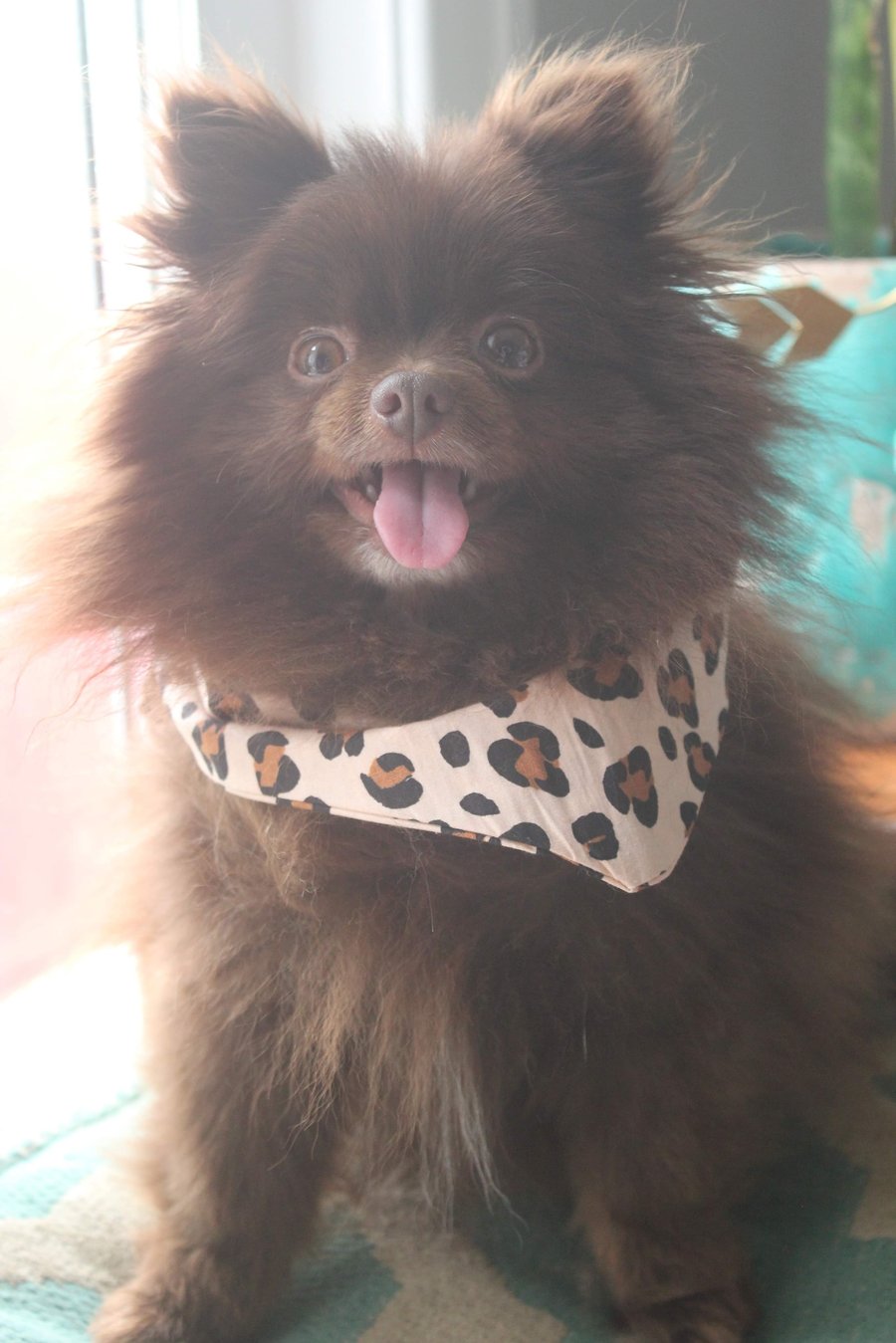 Image of Dog bandanas 
