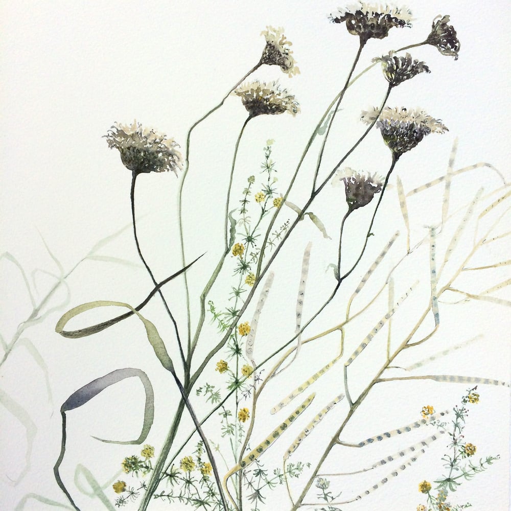 Image of Late Summer Meadow 