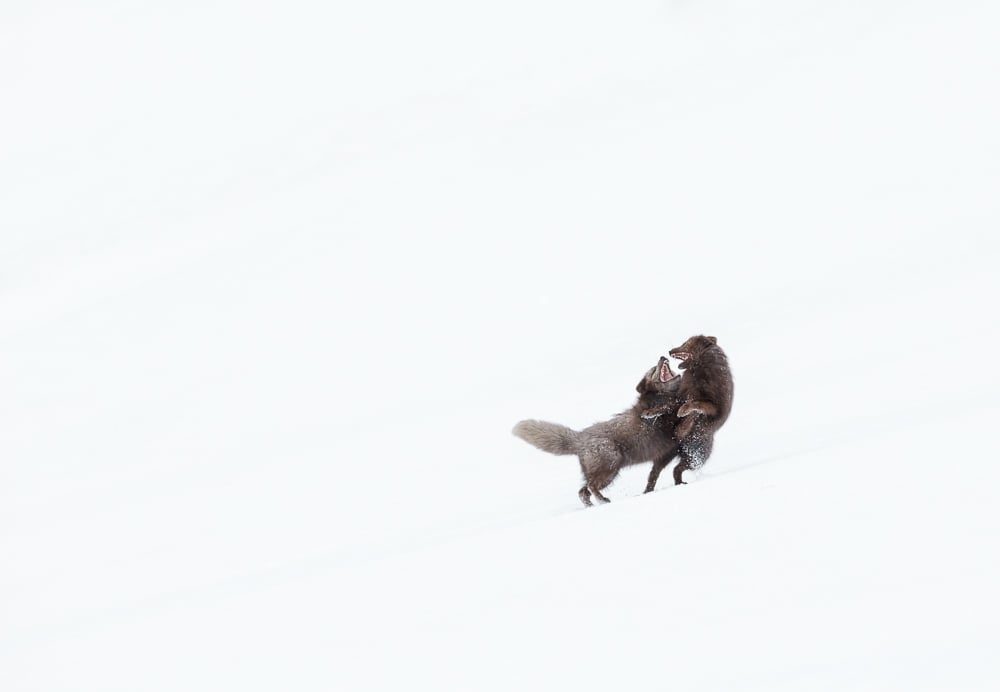 Image of LIMITED EDITION FINE ART PRINT - ARCTIC FOX FIGHT